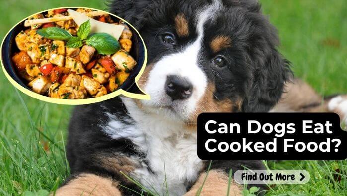 Can Dogs Eat Cooked Food