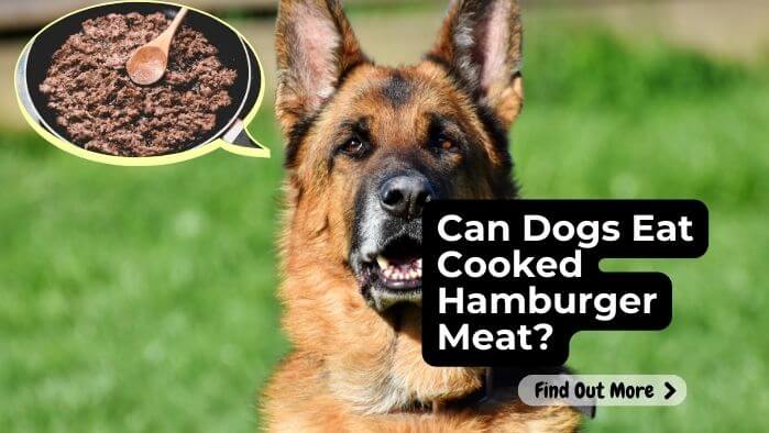 Can Dogs Eat Cooked Hamburger Meat