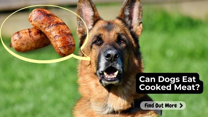 Can-Dogs-Eat-Cooked-Meat