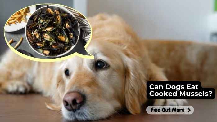 Can Dogs Eat Cooked Mussels