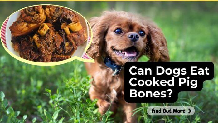 Can Dogs Eat Cooked Pig Bones