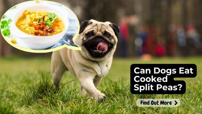 Can Dogs Eat Cooked Split Peas