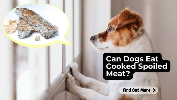 Can Dogs Eat Cooked Spoiled Meat