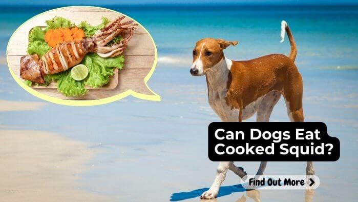 Can Dogs Eat Cooked Squid