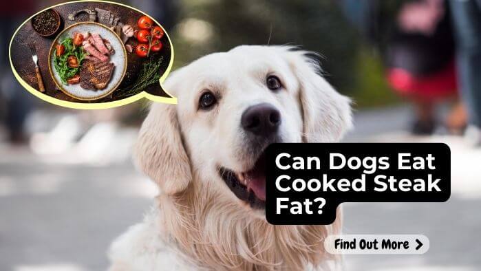 Can Dogs Eat Cooked Steak Fat?