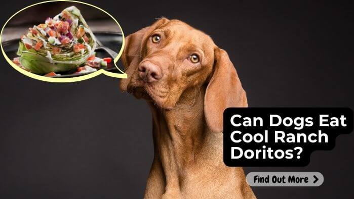 Can Dogs Eat Cool Ranch Doritos