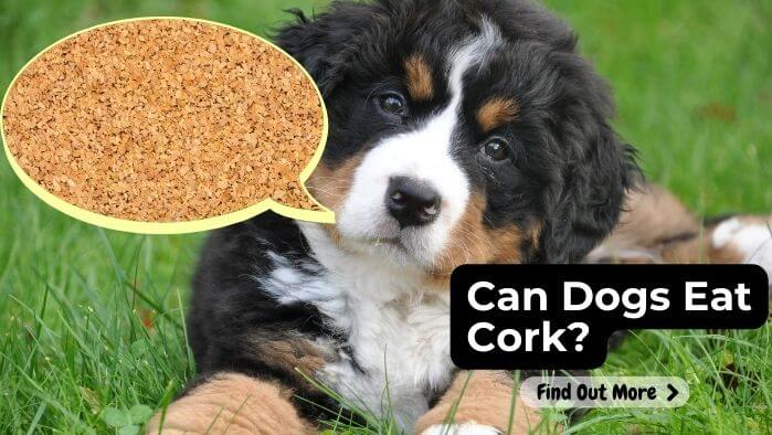 Can Dogs Eat Cork