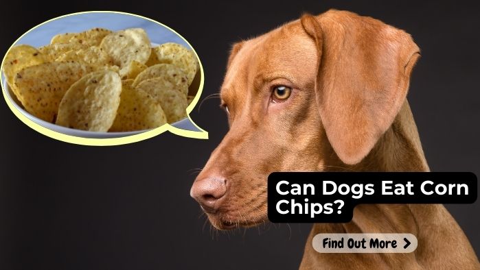 Can Dogs Eat Corn Chips