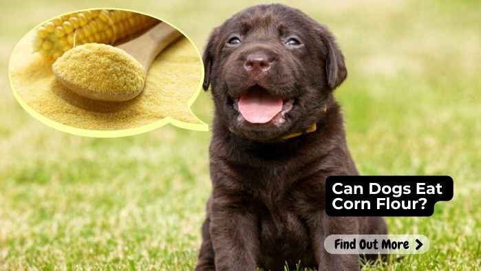 Can Dogs Eat Corn Flour