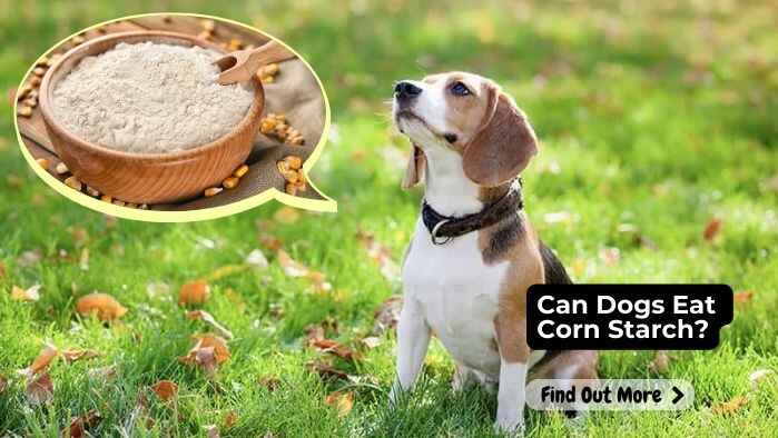 Can Dogs Eat Corn Starch