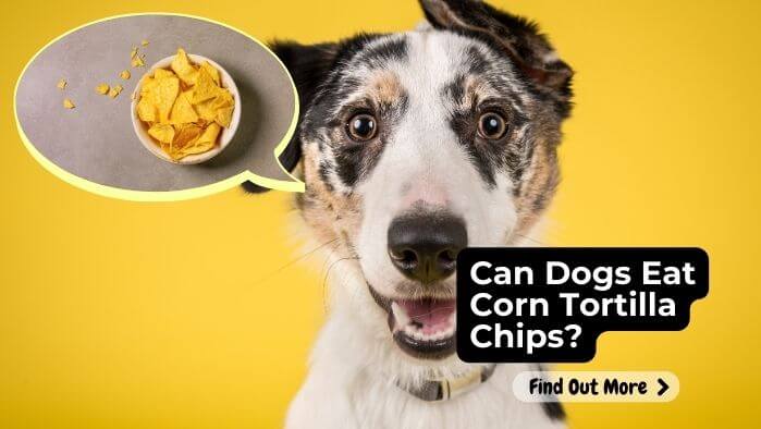 Can Dogs Eat Corn Tortilla Chips