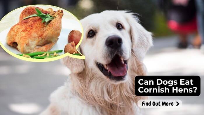 Can Dogs Eat Cornish Hens