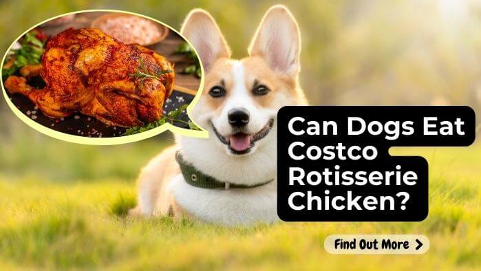 Can Dogs Eat Costco Rotisserie Chicken