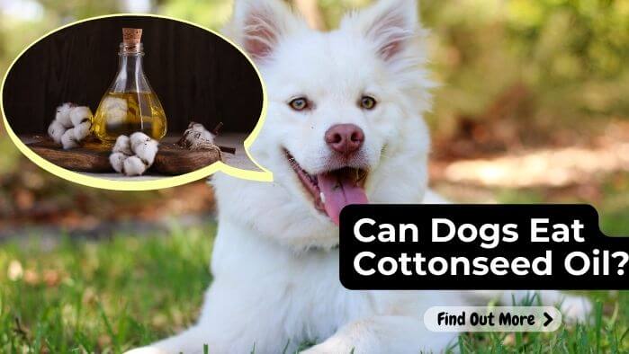 Can Dogs Eat Cottonseed Oil