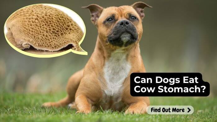 Can Dogs Eat Cow Stomach