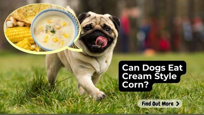 Can Dogs Eat Cream Style Corn