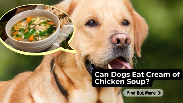 Can Dogs Eat Cream of Chicken Soup