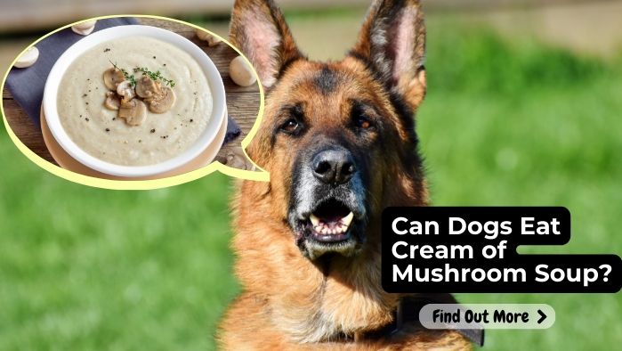 Can Dogs Eat Cream of Mushroom Soup