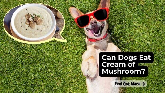 Can Dogs Eat Cream of Mushroom