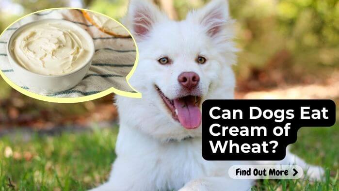 Can Dogs Eat Cream of Wheat?