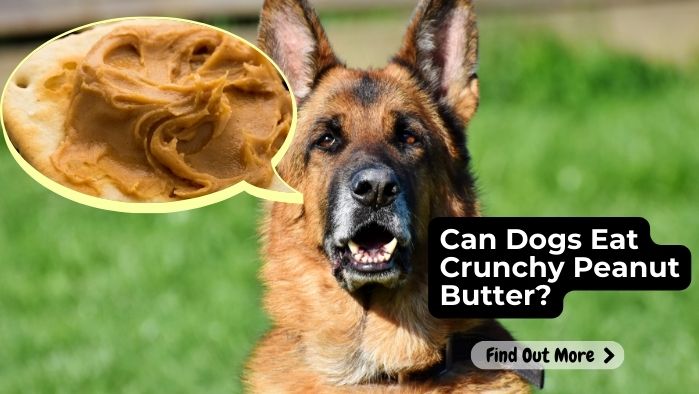 Can Dogs Eat Crunchy Peanut Butter