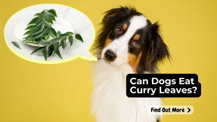 Can Dogs Eat Curry Leaves