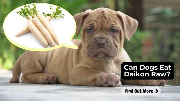 Can Dogs Eat Daikon Raw