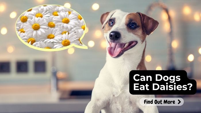 Can Dogs Eat Daisies