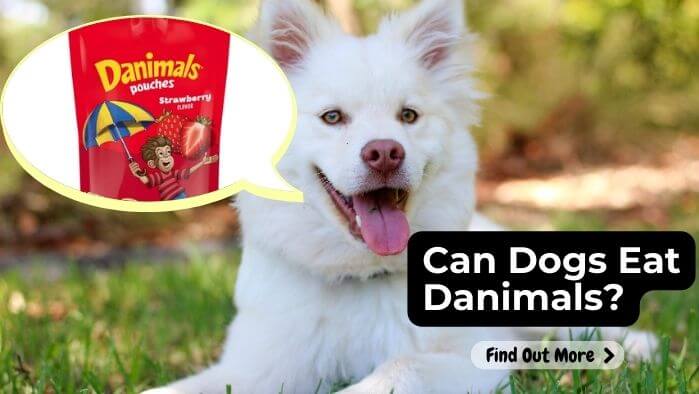 Can Dogs Eat Danimals