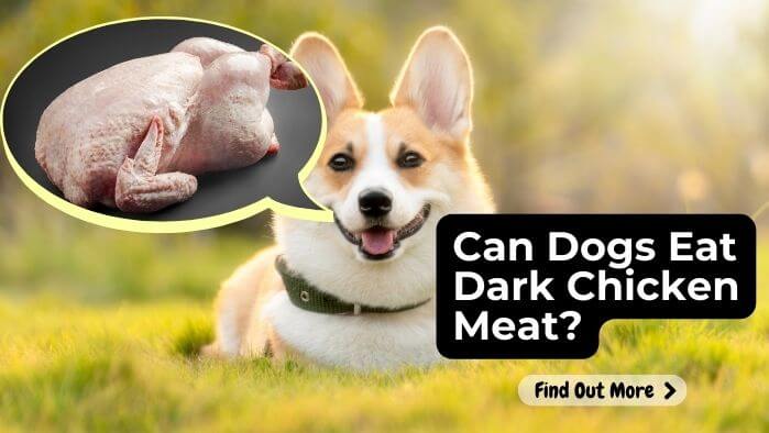 Can Dogs Eat Dark Chicken Meat