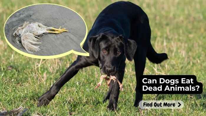 Can Dogs Eat Dead Animals