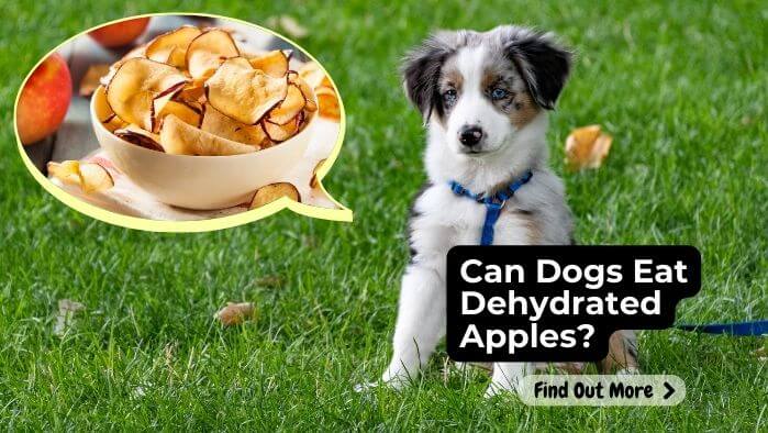 Can Dogs Eat Dehydrated Apples