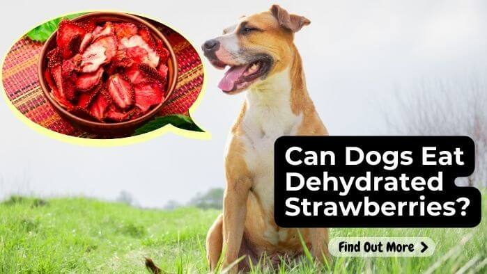 Can Dogs Eat Dehydrated Strawberries