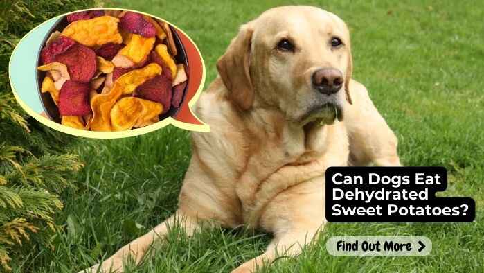 Can Dogs Eat Dehydrated Sweet Potatoes