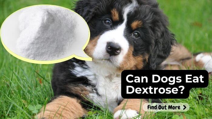 Can Dogs Eat Dextrose