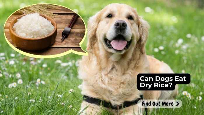 Can Dogs Eat Dry Rice