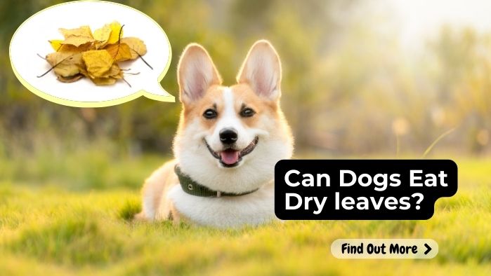 Can Dogs Eat Dry leaves