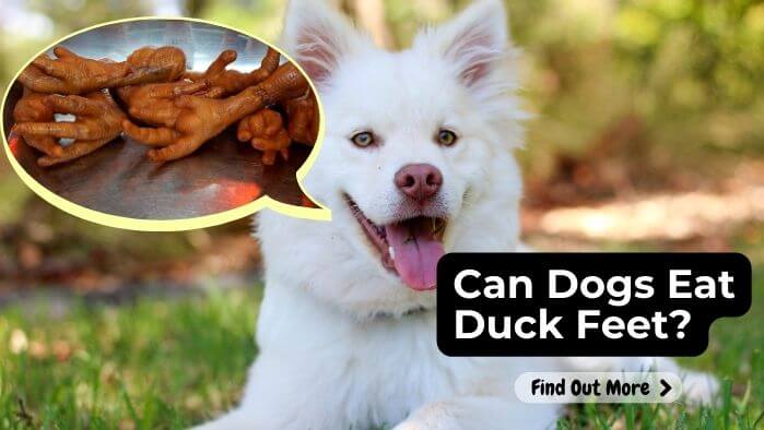 Can Dogs Eat Duck Feet