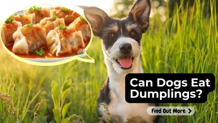 Can Dogs Eat Dumplings