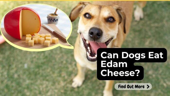 Can Dogs Eat Edam Cheese