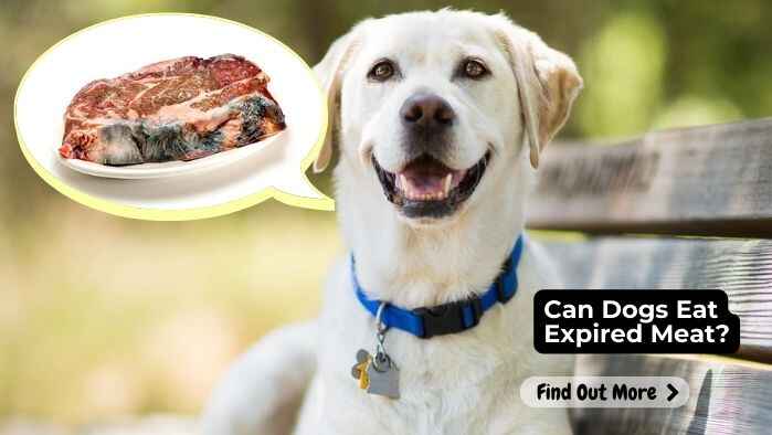 Can Dogs Eat Expired Meat