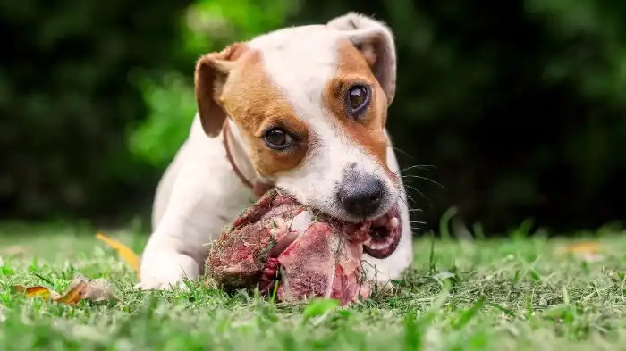 Can Dogs Eat Expired Raw Meat?