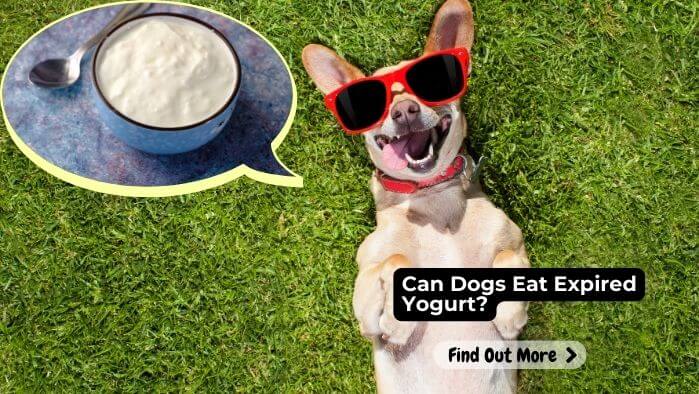 Can Dogs Eat Expired Yogurt