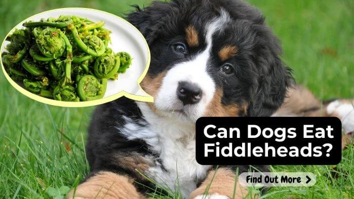 Can Dogs Eat Fiddleheads