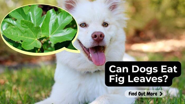 Can Dogs Eat Fig Leaves