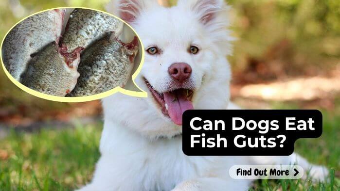 Can Dogs Eat Fish Guts