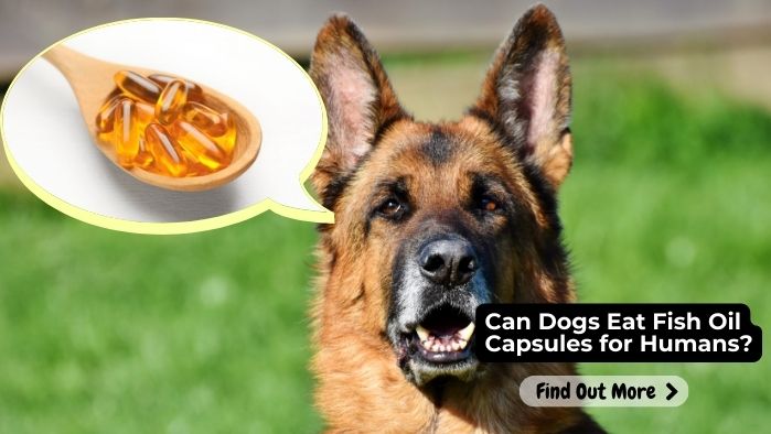 Can Dogs Eat Fish Oil Capsules for Humans
