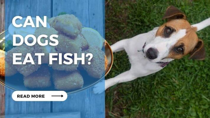 Can Dogs Eat Fish