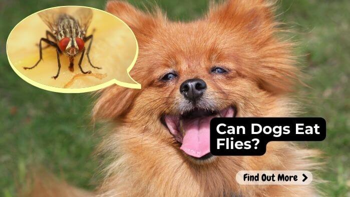 Can Dogs Eat Flies