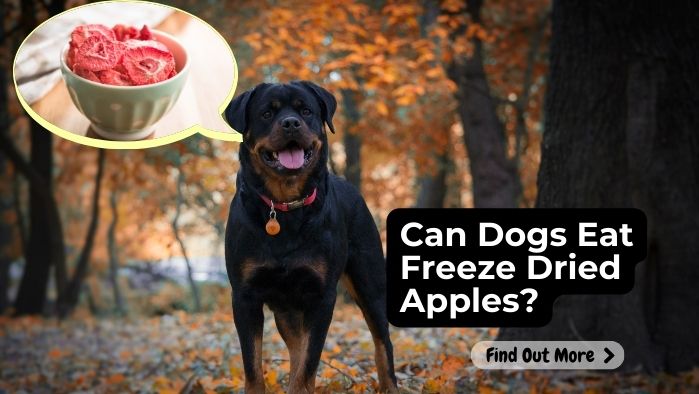 Can Dogs Eat Freeze Dried Apples